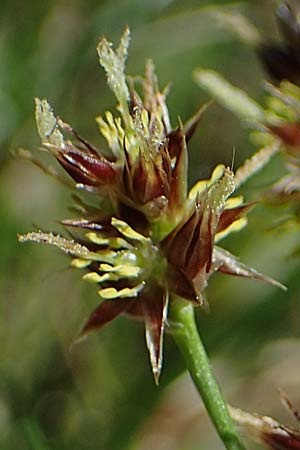 Luzula multiflora \ Vielbltige Hainsimse / Heath Wood-Rush, D Zwingenberg an der Bergstraße 15.4.2022