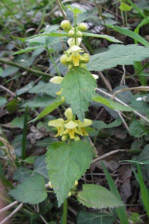 Lamium montanum \ Berg-Goldnessel, D Hemsbach 19.4.2007