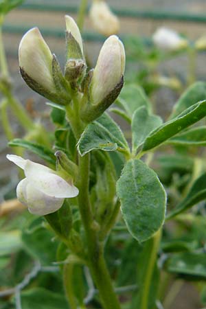 Lupinus albus subsp. albus \ Weie Lupine / White Lupin, D Botan. Gar.  Universit.  Mainz 13.9.2008