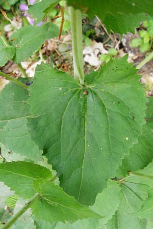 Lunaria annua \ Einjhriges Garten-Silberblatt, D Odenwald, Zotzenbach 2.5.2015