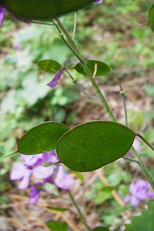 Lunaria annua \ Einjhriges Garten-Silberblatt / Honesty, D Odenwald, Zotzenbach 2.5.2015