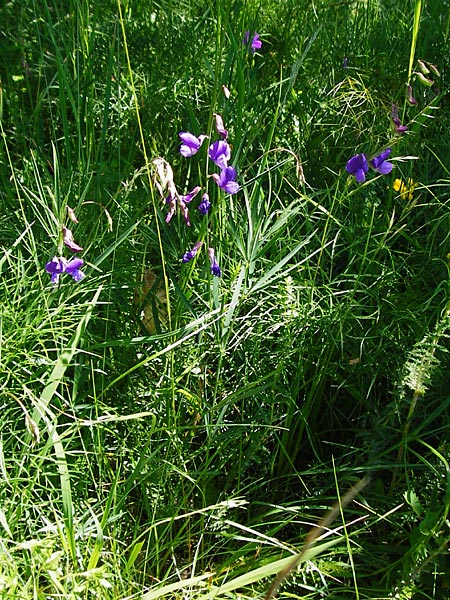 Lathyrus bauhini \ Schwert-Platterbse / Bauhin's Vetchling, D Hechingen 3.6.2015