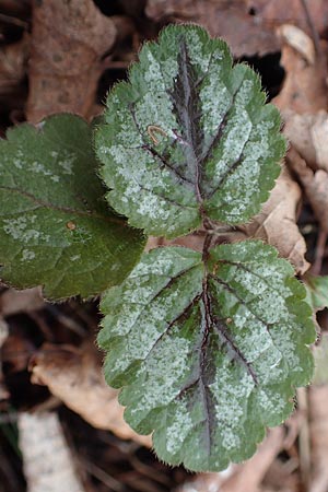 Lamium argentatum \ Silber-Goldnessel / Garden Yellow Archangel, D Mannheim 13.3.2018