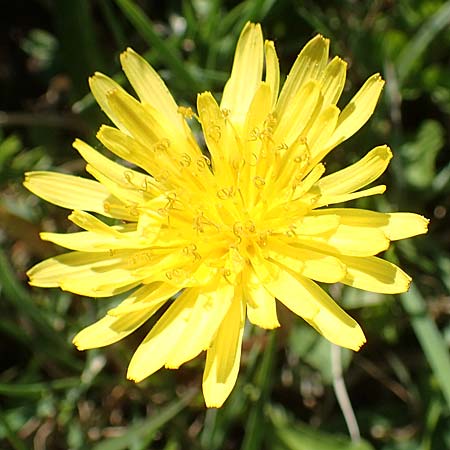 Taraxacum ciliare \ Gewimperter Sumpf-Lwenzahn / Ciliate Marsh Dandelion, D Konstanz 24.4.2018