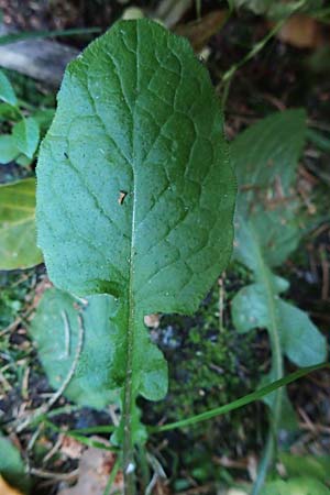 Lapsana communis subsp. communis \ Gemeiner Rainkohl, D Odenwald, Reichelsheim 12.10.2018