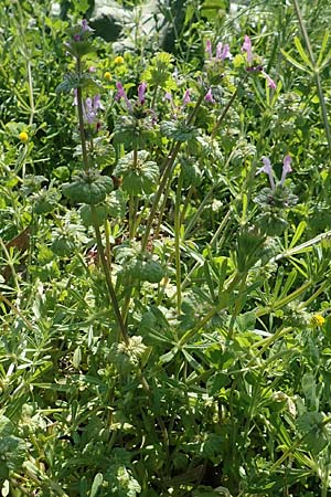 Lamium amplexicaule \ Stngelumfassende Taubnessel, D Mannheim 12.4.2020