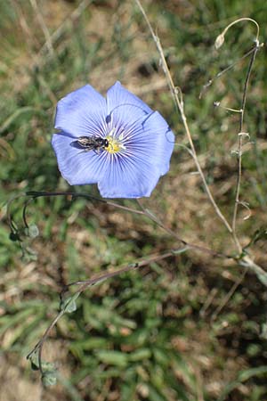 Linum austriacum \ sterreicher Lein, D Neuleiningen 23.4.2020