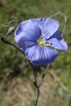 Linum austriacum \ sterreicher Lein / Austrian Flax, D Neuleiningen 23.4.2020