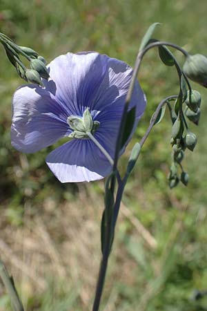 Linum austriacum \ sterreicher Lein / Austrian Flax, D Neuleiningen 23.4.2020