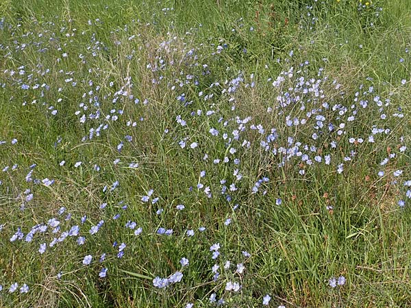 Linum austriacum \ sterreicher Lein / Austrian Flax, D Neuleiningen 14.5.2020