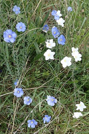 Linum austriacum \ sterreicher Lein / Austrian Flax, D Neuleiningen 14.5.2020