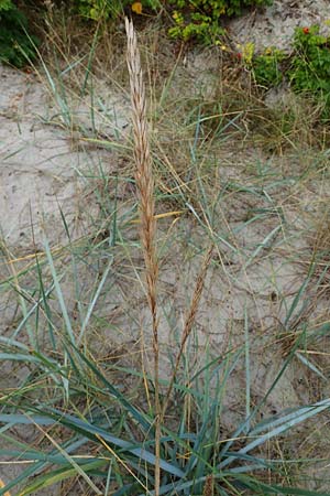 Leymus arenarius \ Strand-Roggen / Sea Lyme Grass, D Hohwacht 13.9.2021