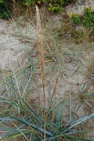 Leymus arenarius \ Strand-Roggen, D Hohwacht 13.9.2021