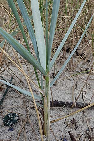 Leymus arenarius \ Strand-Roggen, D Hohwacht 13.9.2021