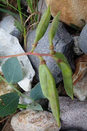 Lathyrus japonicus var. maritimus \ Strand-Platterbse / Sea Pea, D Hohenfelde 18.9.2021