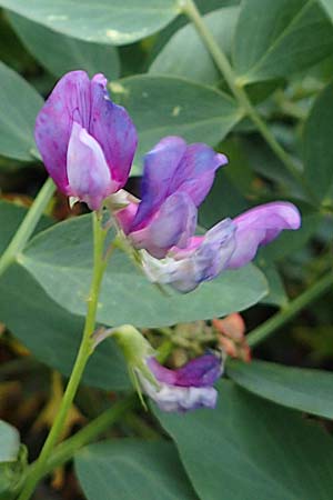 Lathyrus japonicus var. maritimus \ Strand-Platterbse / Sea Pea, D Hohenfelde 18.9.2021