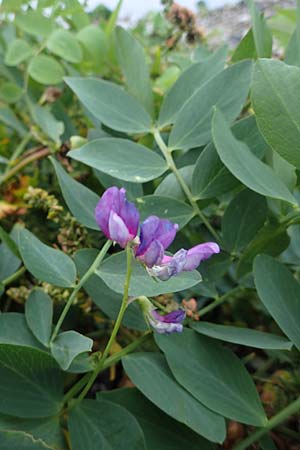 Lathyrus japonicus var. maritimus \ Strand-Platterbse / Sea Pea, D Hohenfelde 18.9.2021