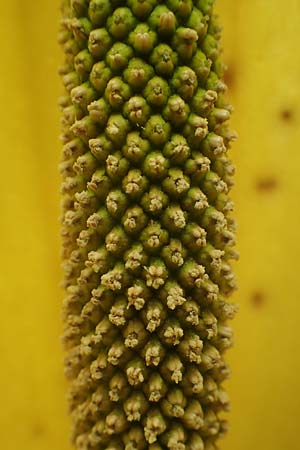 Lysichiton americanus \ Gelbe Schein-Kalla, Amerikanischer Stinktier-Kohl, D Elmstein 6.4.2022