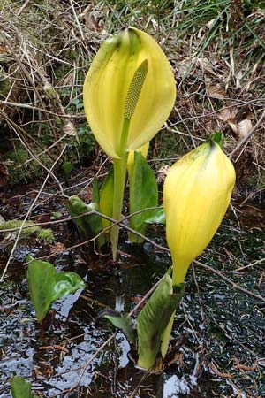 Lysichiton americanus \ Gelbe Schein-Kalla, Amerikanischer Stinktier-Kohl, D Elmstein 6.4.2022