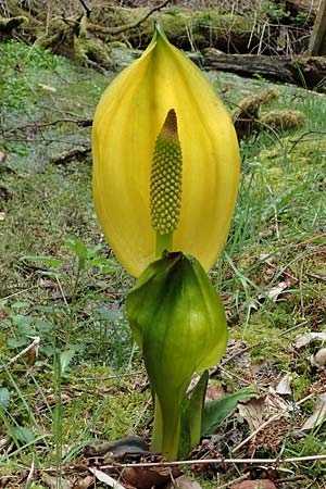 Lysichiton americanus \ Gelbe Schein-Kalla, Amerikanischer Stinktier-Kohl, D Elmstein 6.4.2022