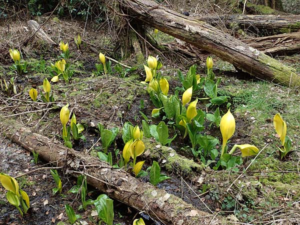 Lysichiton americanus \ Gelbe Schein-Kalla, Amerikanischer Stinktier-Kohl, D Elmstein 6.4.2022