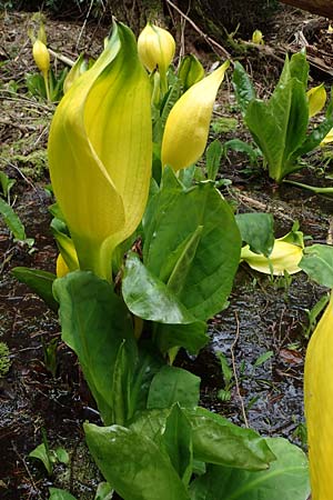 Lysichiton americanus / American Skunk Cabbage, Swamp Lantern, D Elmstein 6.4.2022