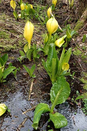 Lysichiton americanus \ Gelbe Schein-Kalla, Amerikanischer Stinktier-Kohl, D Elmstein 6.4.2022