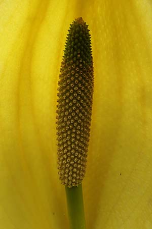 Lysichiton americanus \ Gelbe Schein-Kalla, Amerikanischer Stinktier-Kohl, D Elmstein 6.4.2022