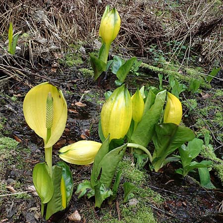 Lysichiton americanus \ Gelbe Schein-Kalla, Amerikanischer Stinktier-Kohl / American Skunk Cabbage, Swamp Lantern, D Elmstein 6.4.2022