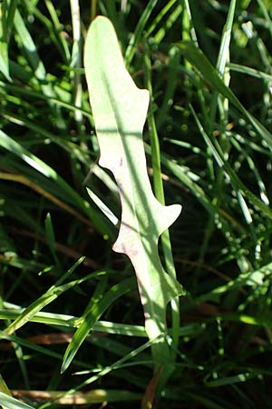 Scorzoneroides autumnalis \ Herbst-Schuppenlwenzahn / Autumn Hawkbit, Fall Dandelion, D Odenwald, Gammelsbach 16.10.2022