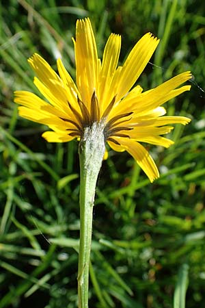 Scorzoneroides autumnalis \ Herbst-Schuppenlwenzahn, D Odenwald, Gammelsbach 16.10.2022