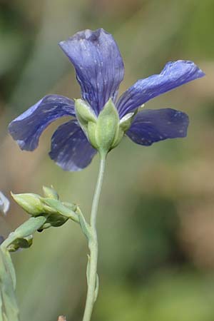 Linum leonii / French Flax, D Thüringen, Tunzenhausen 14.6.2023