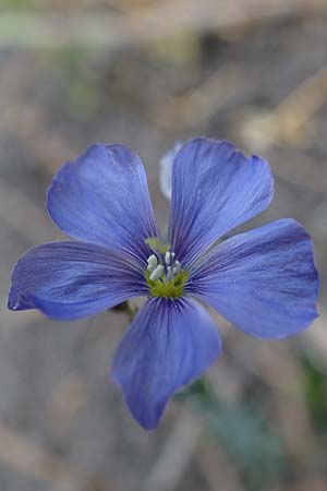 Linum leonii \ Lothringer Lein / French Flax, D Thüringen, Tunzenhausen 14.6.2023