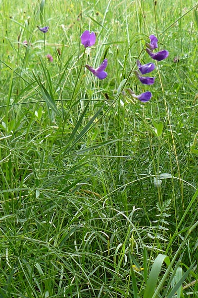 Lathyrus bauhini \ Schwert-Platterbse / Bauhin's Vetchling, D Hechingen 20.6.2015