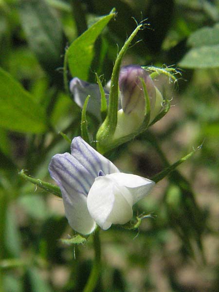 Vicia lens \ Linse / Lentil, D Botan. Gar.  Universit.  Mainz 4.8.2007