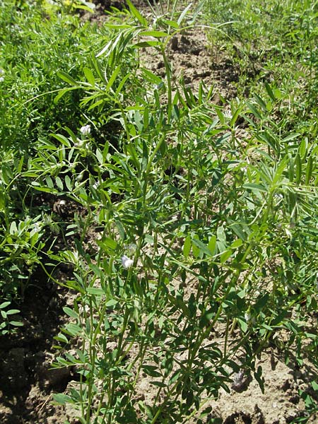 Vicia lens / Lentil, D Botan. Gar.  Universit.  Mainz 4.8.2007