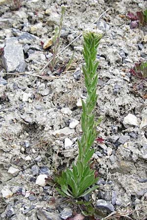 Lepidium campestre \ Feld-Kresse / Field Pepperwort, D Langgöns 25.4.2015