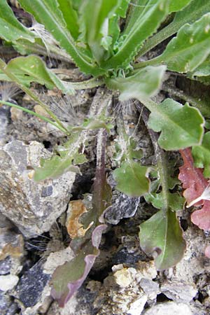 Lepidium campestre \ Feld-Kresse / Field Pepperwort, D Langgöns 25.4.2015