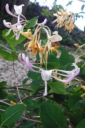 Lonicera caprifolium \ Garten-Geiblatt, Echtes Geiblatt / Italian Honeysuckle, D Wurmlingen 3.6.2015