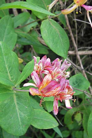 Lonicera caprifolium \ Garten-Geiblatt, Echtes Geiblatt / Italian Honeysuckle, D Östringen-Eichelberg 29.5.2016