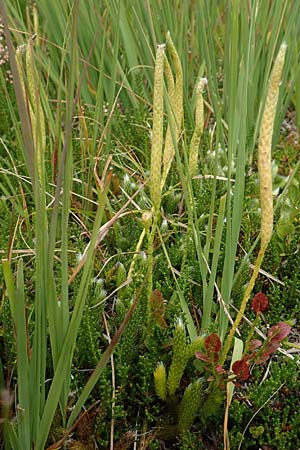 Lycopodium clavatum / Stag's-Horn Clubmoss, Common Clubmoss, D Black-Forest, Unterstmatt 5.9.2019