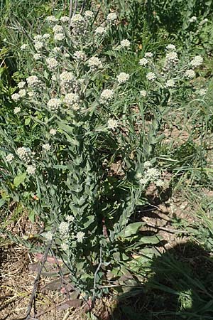 Lepidium campestre \ Feld-Kresse / Field Pepperwort, D Grünstadt-Asselheim 26.4.2020