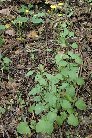 Lapsana communis subsp. communis \ Gemeiner Rainkohl / Nipplewort, D Kamen 11.6.2020