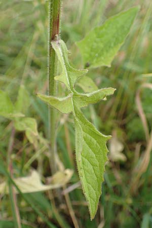 Lapsana communis subsp. intermedia \ Mittlerer Rainkohl / Large Nipplewort, D Iserlohn 11.6.2020