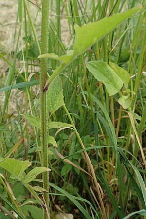 Lapsana communis subsp. intermedia \ Mittlerer Rainkohl / Large Nipplewort, D Iserlohn 11.6.2020