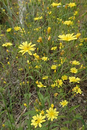 Lapsana communis subsp. intermedia \ Mittlerer Rainkohl / Large Nipplewort, D Iserlohn 11.6.2020