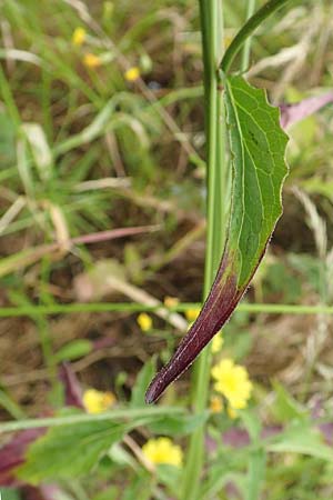 Lapsana communis subsp. intermedia \ Mittlerer Rainkohl / Large Nipplewort, D Iserlohn 11.6.2020