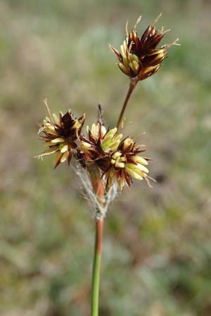 Luzula campestris \ Feld-Hainsimse, Hasenbrot / Field Wood-Rush, D Viernheim 9.4.2021