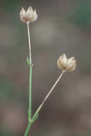 Linum catharticum \ Purgier-Lein, D Bad Dürkheim 18.8.2021