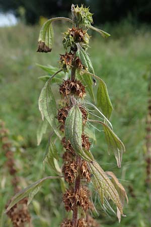 Leonurus cardiaca subsp. cardiaca / Motherwort, D Weisenheim am Sand 26.8.2021